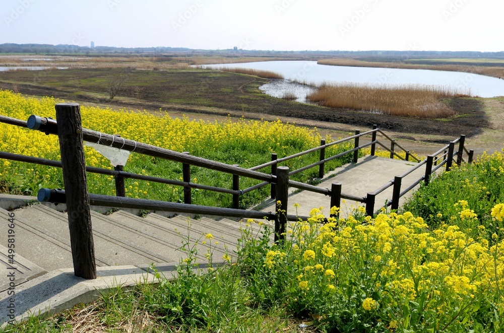 Fototapeta premium 菜の花に癒される春の河川 渡良瀬遊水地