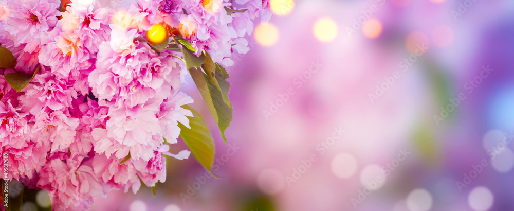 Beautiful branch of blossoming tree in spring.