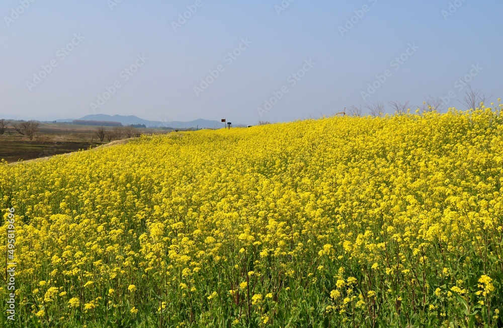 春の渡良瀬 満開に咲く菜の花 風景 春の渡良瀬 満開に咲く菜の花 風景