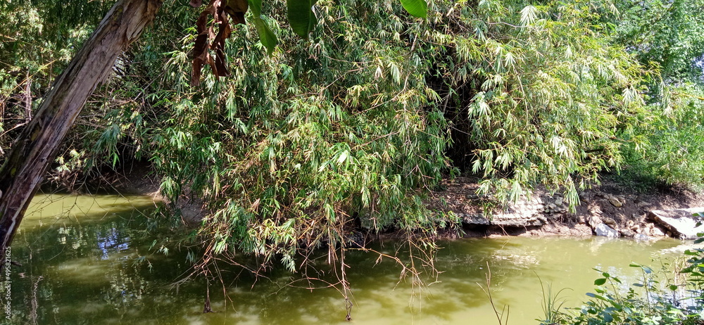 pond in the forest