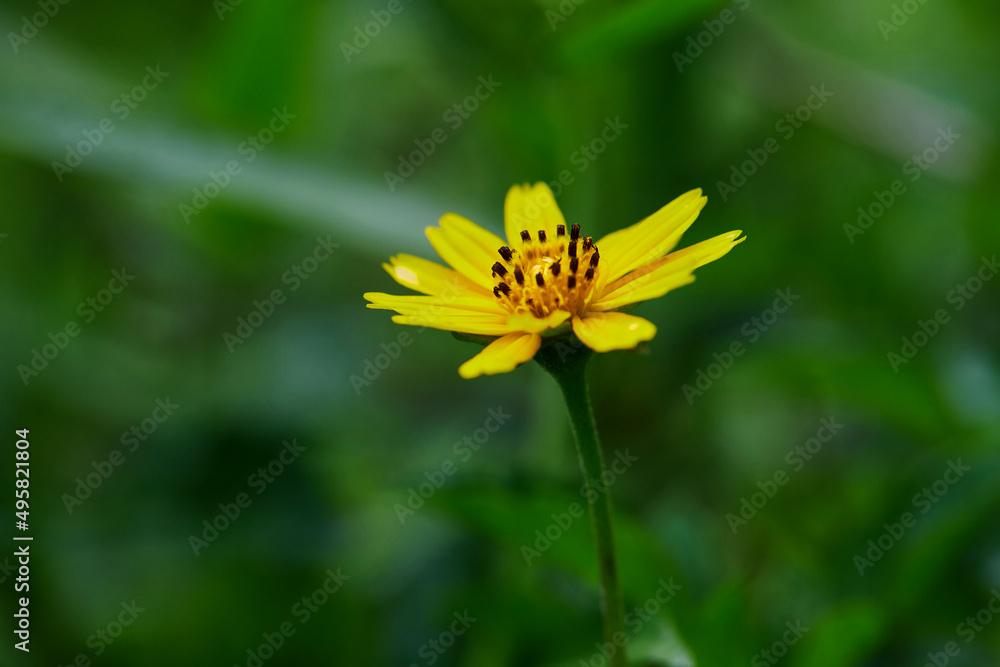 Close-up singapore daisy flower on green background Close-up singapore daisy flower on green background