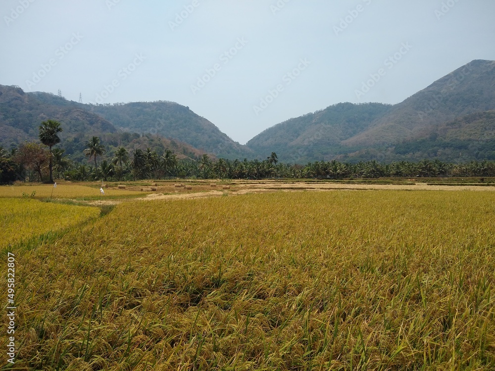 Fototapeta premium rice cultivation, Paddy field in Tenkasi, Tamil Nadu, India