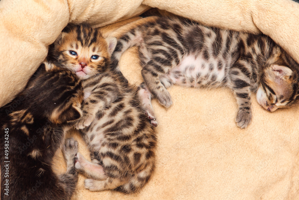 Closee-up little bengal kittens on the cat's pillow Closee-up little bengal kittens on the cat's pillow