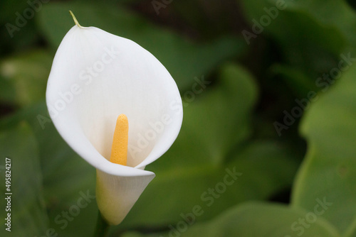 Flor  blanca en bosque exterior