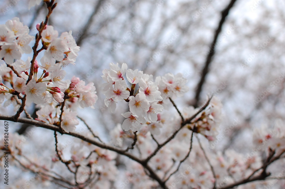 春が来た日本の桜 春が来た日本の桜