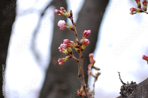 もうすぐ咲く桜