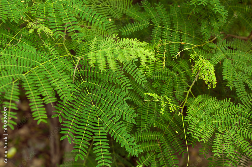 Green leaves of tropic acacia tree. Close up tropic background.