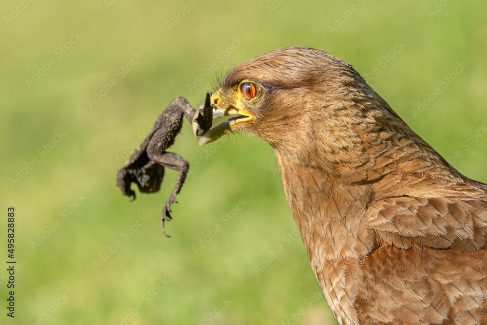 Naklejka premium bird of prey