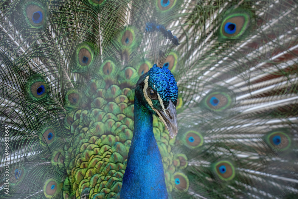 Obraz premium peacock with feathers