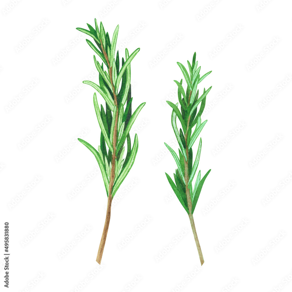 Obraz premium Culinary fresh rosemary. Watercolor illustration culinary herbs for cooking Isolated on white background. Art for design