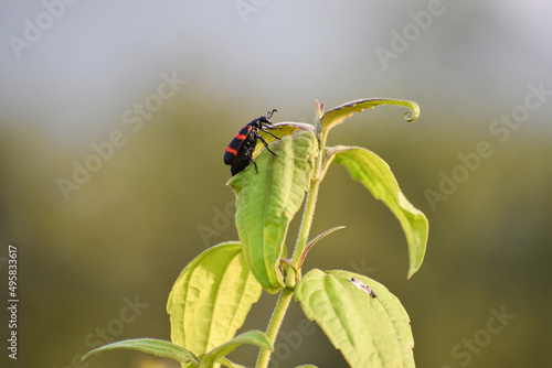 Orange bristle beetle sitting on walking on green leaves photo