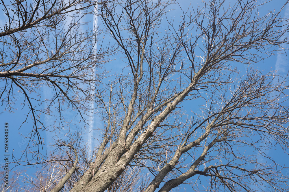 Autumn trees without leaves against a blue sky with white clouds, bottom up view. Autumn trees without leaves against a blue sky with white clouds, bottom up view.