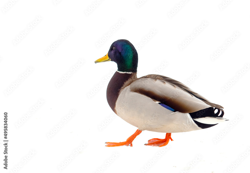 Wild duck on a white background. Wild duck on a white background.