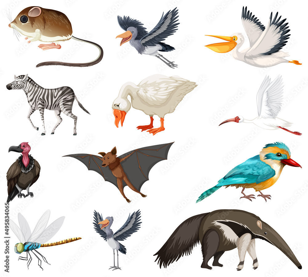 Obraz premium Different kinds of animals collection