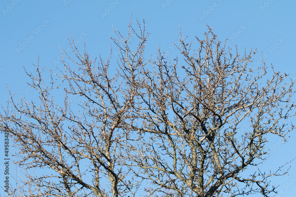 Bare branches of trees against the blue sky. Bare branches of trees against the blue sky.