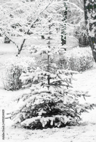 Fir green branches in the snow  in winter.