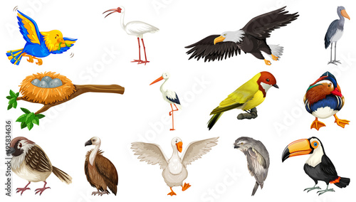 Different kinds of birds collection