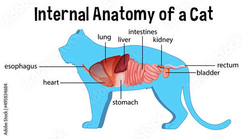 Anatomy of a Domestic Cat
