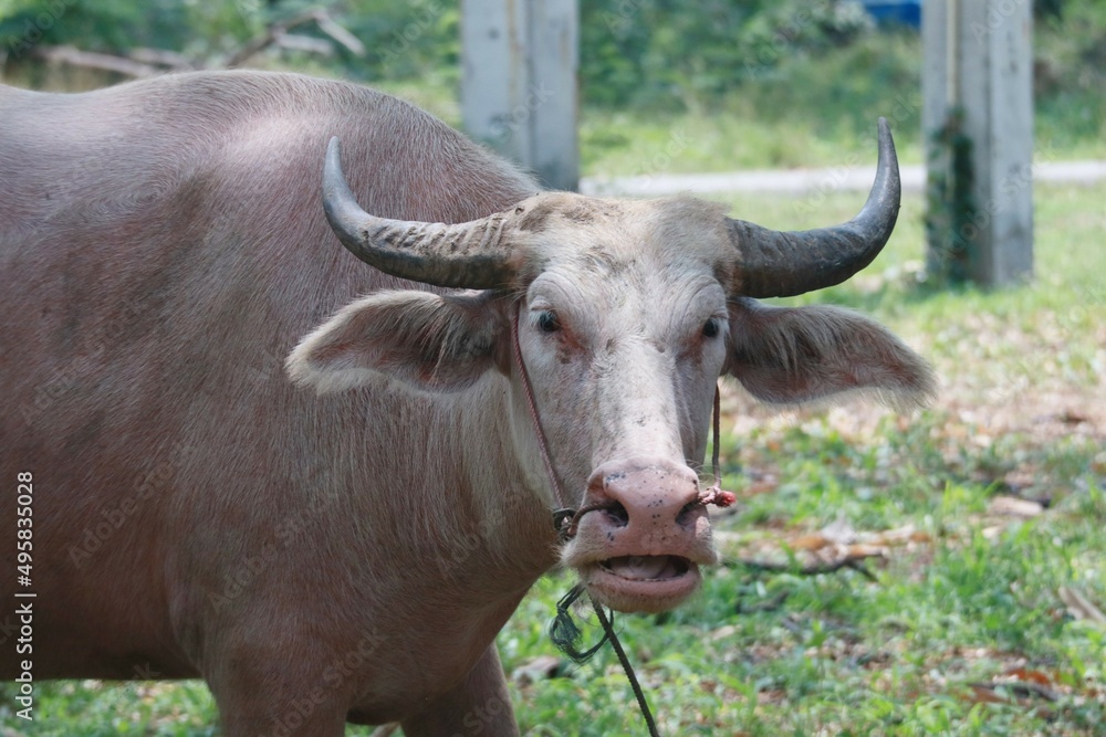 Fototapeta premium The albino buffalo is a rural animal with a unique genetic skin. with pinkish white skin, standing outdoors in Thailand