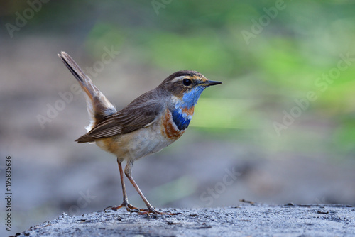 Happy little bird wagging its tail high while searching for meal in early morning in its habitation during visiting to Thailand, Bluethroat © prin79