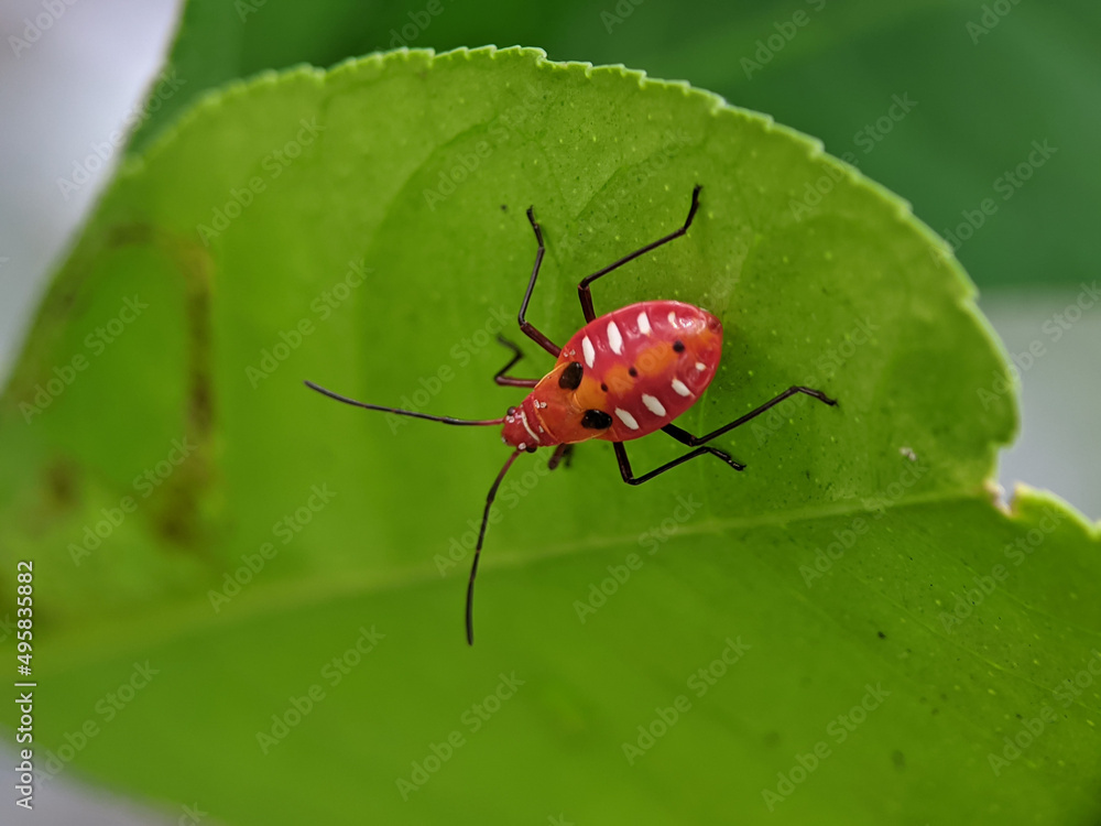 Dysdercus cingulatus is a species of true bug in the family Pyrrhocoridae, commonly known as the red cotton stainer. Dysdercus cingulatus is a species of true bug in the family Pyrrhocoridae, commonly known as the red cotton stainer.