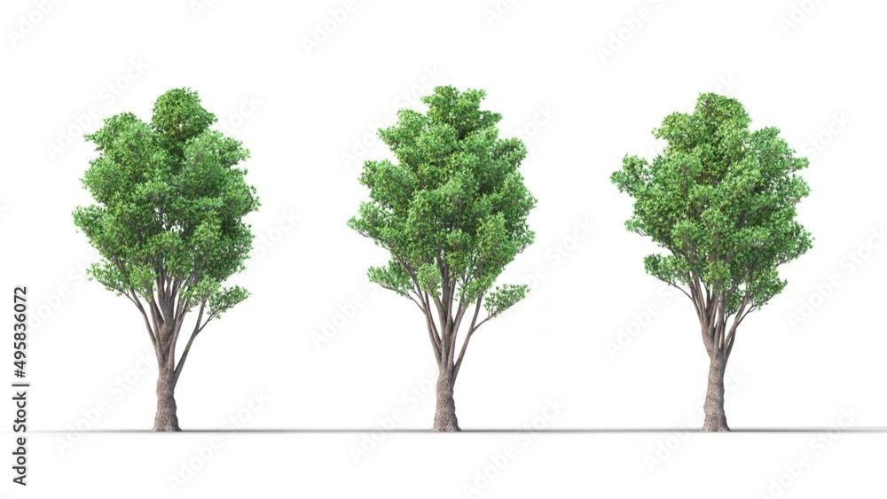 Isolated realistic Heartwood tree on the wind, White background with transparent cut-out animation and alpha channel.3d rendering with id pass Isolated realistic Heartwood tree on the wind, White background with transparent cut-out animation and alpha channel.3d rendering with id pass