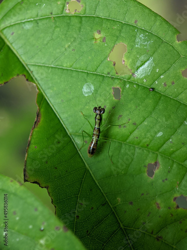 Amantis is a genus of praying mantids native to Asia and the islands of the Pacific Ocean and now belongs to the monotypic tribe Amantini of the subfamily Iridopteryginae.