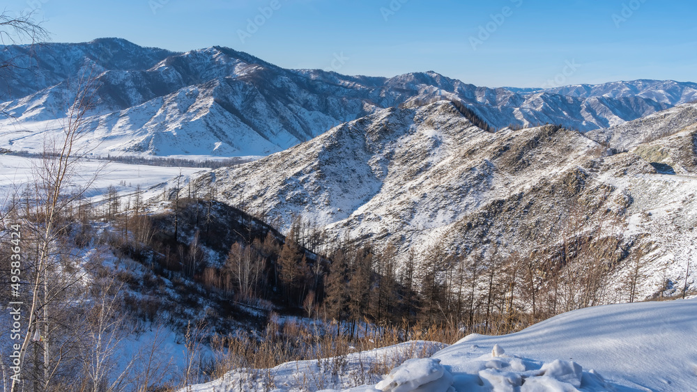 Picturesque mountain ranges against the blue sky. There is snow on the slopes, trees are growing. In the foreground there is dry grass in snowdrifts. Altai