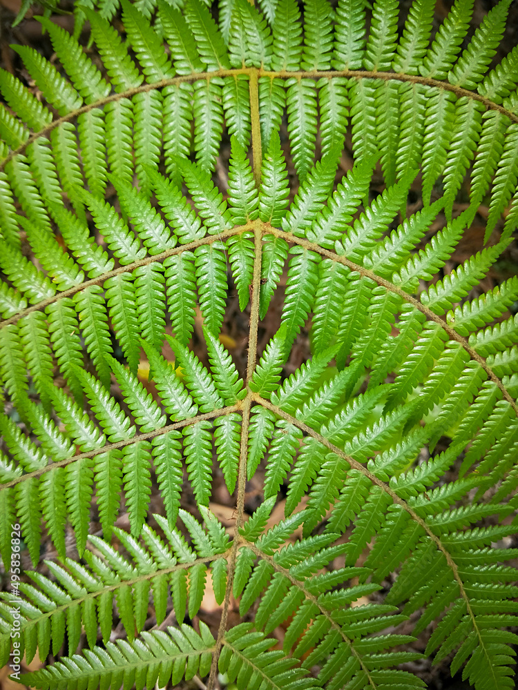 New Zealand native fern frond
