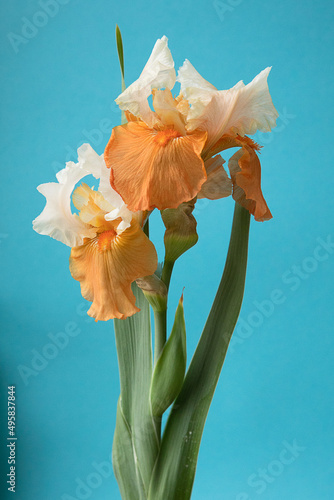 Iris flower