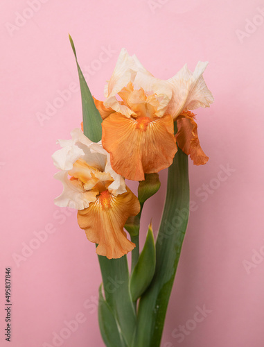 Iris flower