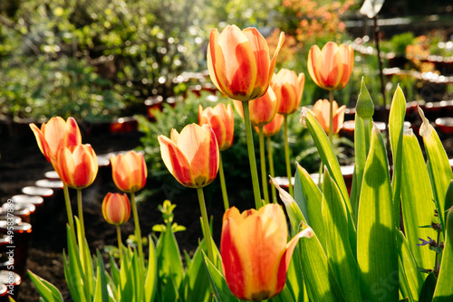 Beautiful  meadow with tulips