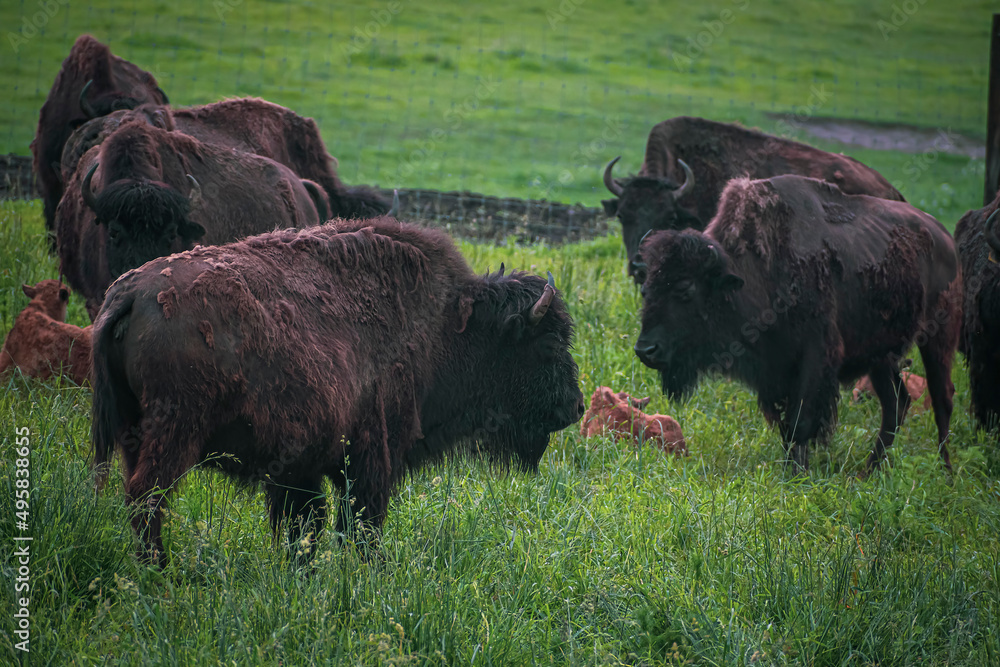 Dark large bisons in the outdoors. Scary mammals with horns and brown fur grazing in a green meadow. Selective focus on the details, blurred background.