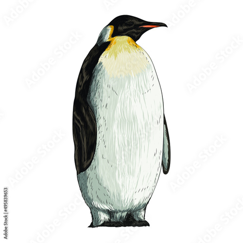 Vector illustration of a penguin in the old-fashioned style and line-art style.