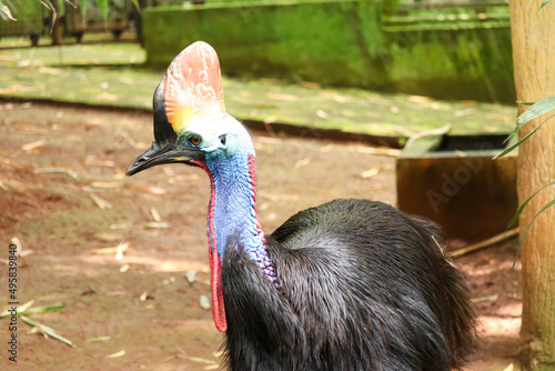 close-up of a blue-headed cassowary with black feathers. is a giant bird