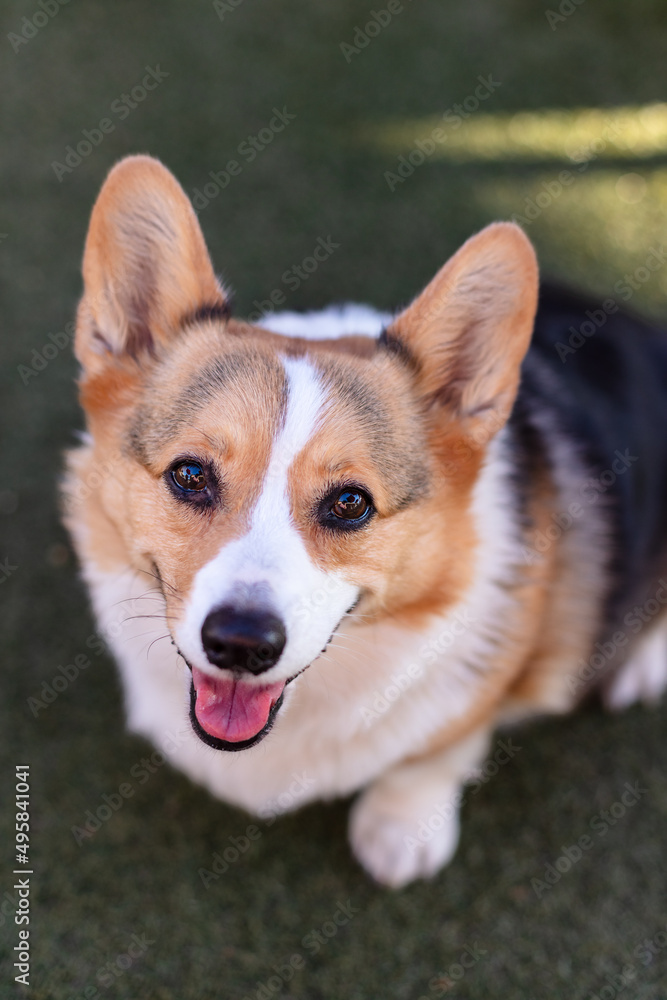 Pembroke Welsh Corgi sitting in grass Pembroke Welsh Corgi sitting in grass