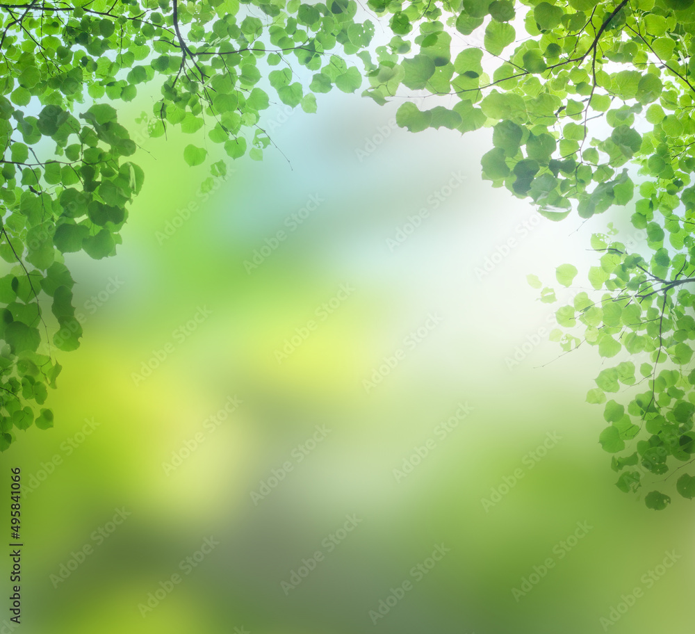 Fototapeta premium Summer background with green leaves on blurred nature background with beautiful bokeh and copy space for text