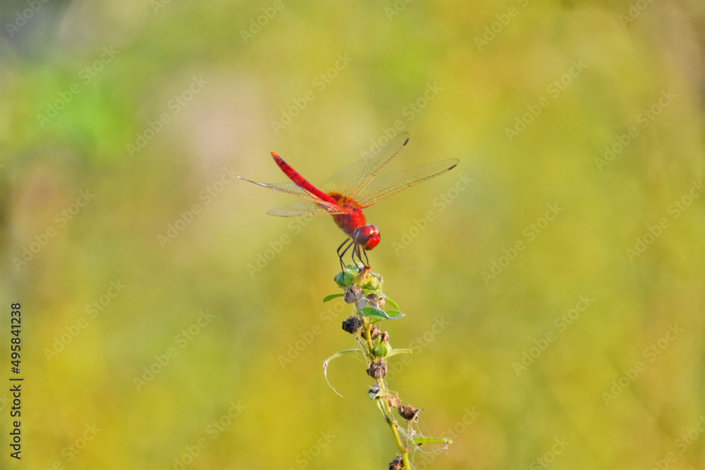Dragonfly sitting on a flower buds Dragonfly sitting on a flower buds
