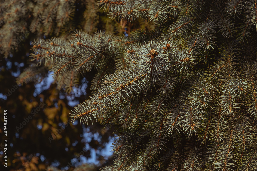 A beautiful fir branch with needles. Spruce branch. Christmas tree in nature. Spruce close-up. Selective focus blur.