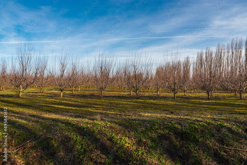An orchard planted in straight rows on a sunny spring day. Trees in a spring garden under a blue cloudy sky. The concept of organic products. An orchard planted in straight rows on a sunny spring day. Trees in a spring garden under a blue cloudy sky. The concept of organic products.
