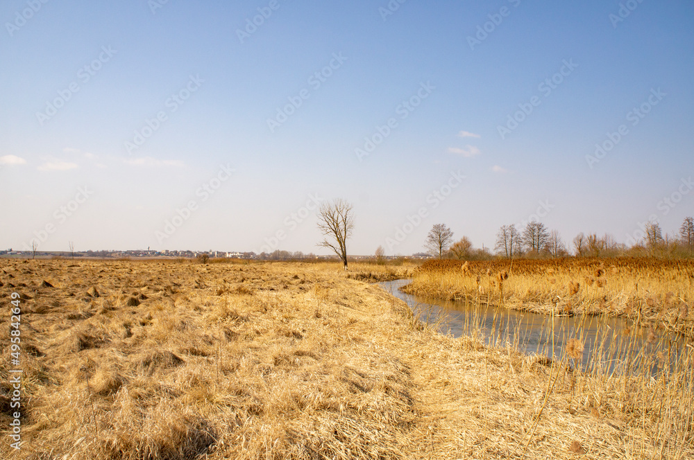 Obraz premium A lonely tree in a field. Spring landscape
