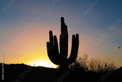 Sunset Cactus © Emma