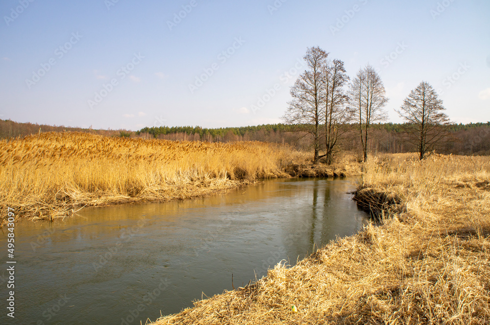 Spring landscape with a river and swamp bushes and reeds