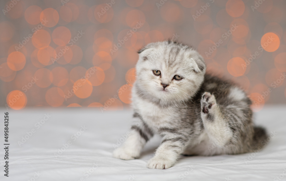 A small gray kitten of a marble color sitting on a white blanket and itches with a paw against the background of yellow lanterns.