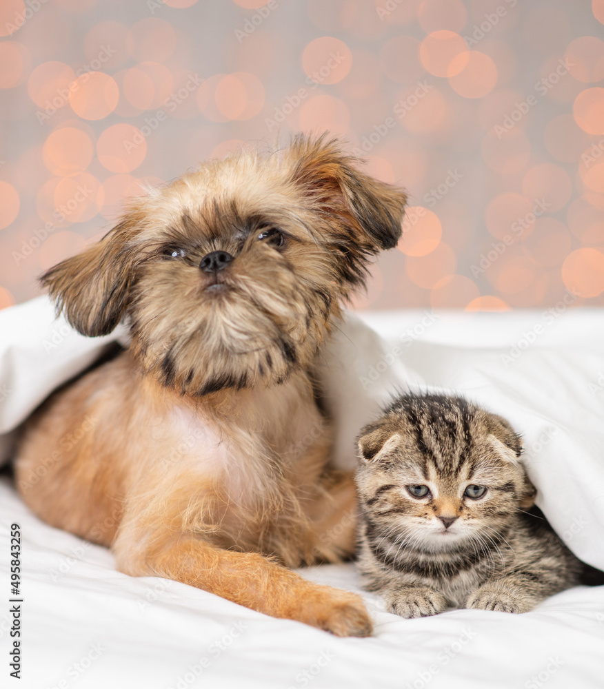 A small kitten and a puppy lying next to each other under a white blanket on a bed at home against the backdrop of lanterns. British kitten and Brussels Griffon puppy A small kitten and a puppy lying next to each other under a white blanket on a bed at home against the backdrop of lanterns. British kitten and Brussels Griffon puppy