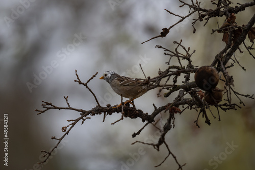White-headed sparrow in a tree