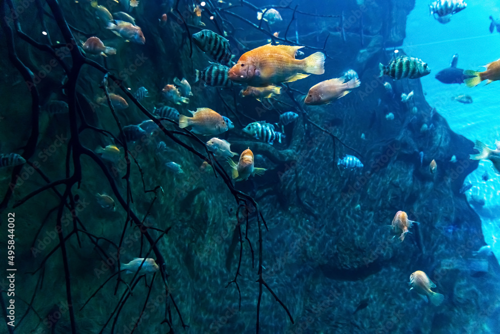 Fototapeta premium Animals of the underwater marine world. Ecosystem. Multicolored tropical fish. Life in a coral reef.