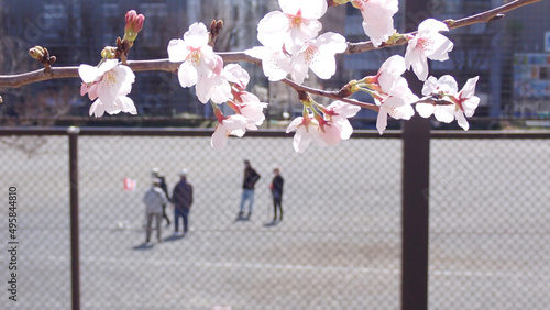2022年横浜桜便り13