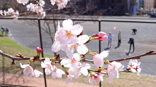 2022年横浜桜便り15