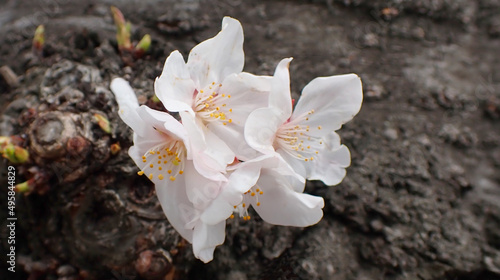 2022年横浜桜便り16